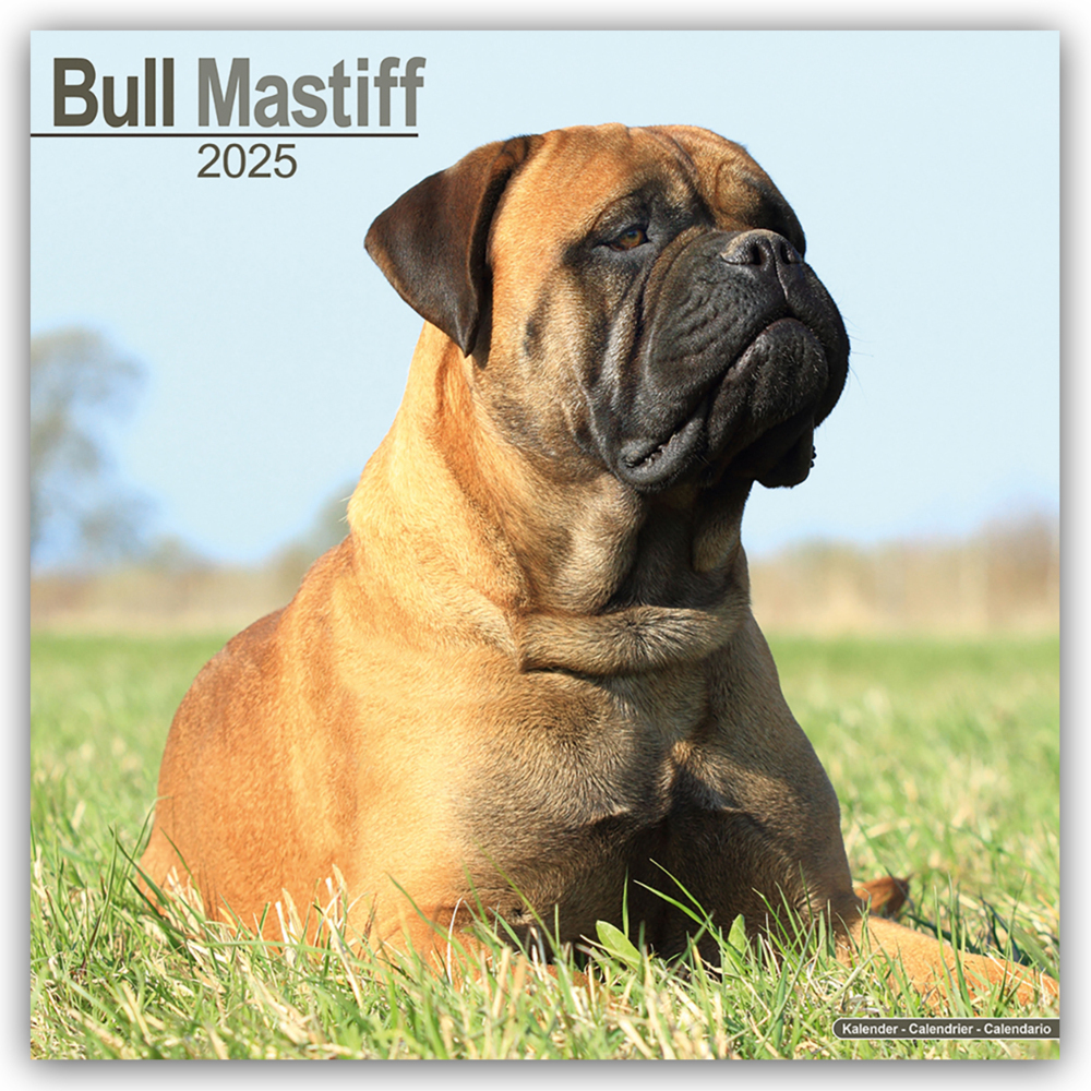 Cover: 9781804603222 | Bull Mastiff 2025 - 16-Monatskalender | Avonside Publishing Ltd | 2025