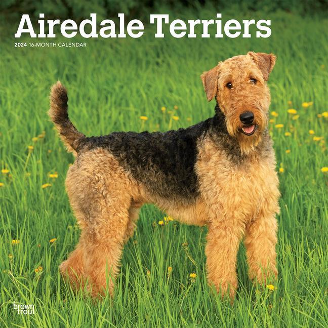Cover: 9781975457532 | Airedale Terriers 2024 Square | Browntrout | Kalender | Englisch