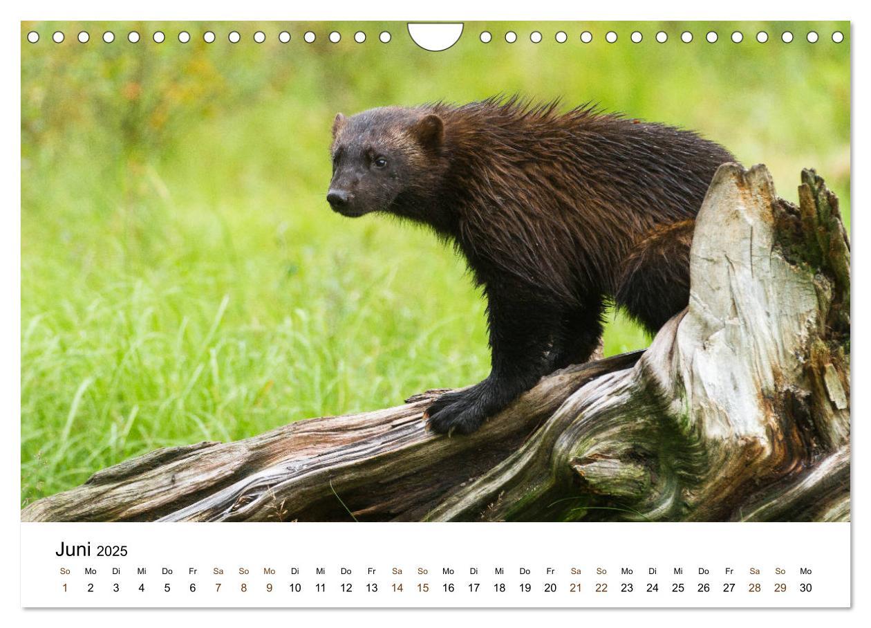 Bild: 9783435354986 | Finnland: eine tierische Entdeckungsreise (Wandkalender 2025 DIN A4...