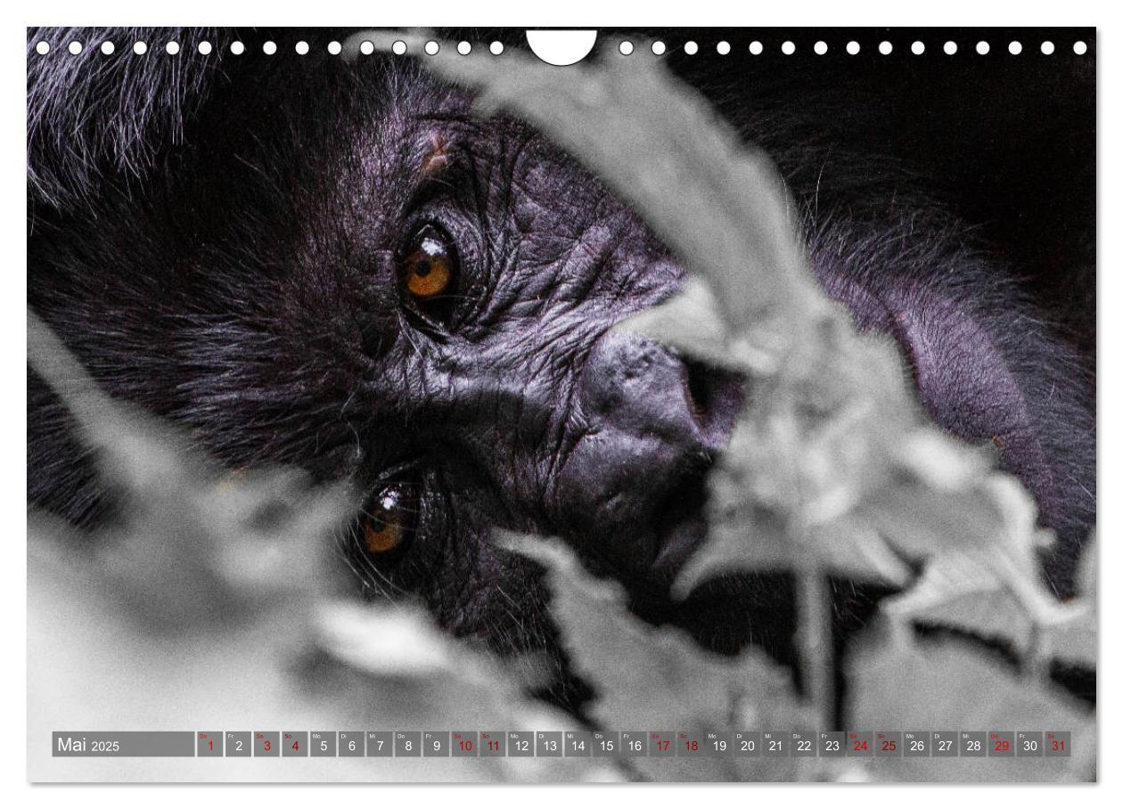 Bild: 9783435364145 | Gorillas ohne Nebel (Wandkalender 2025 DIN A4 quer), CALVENDO...