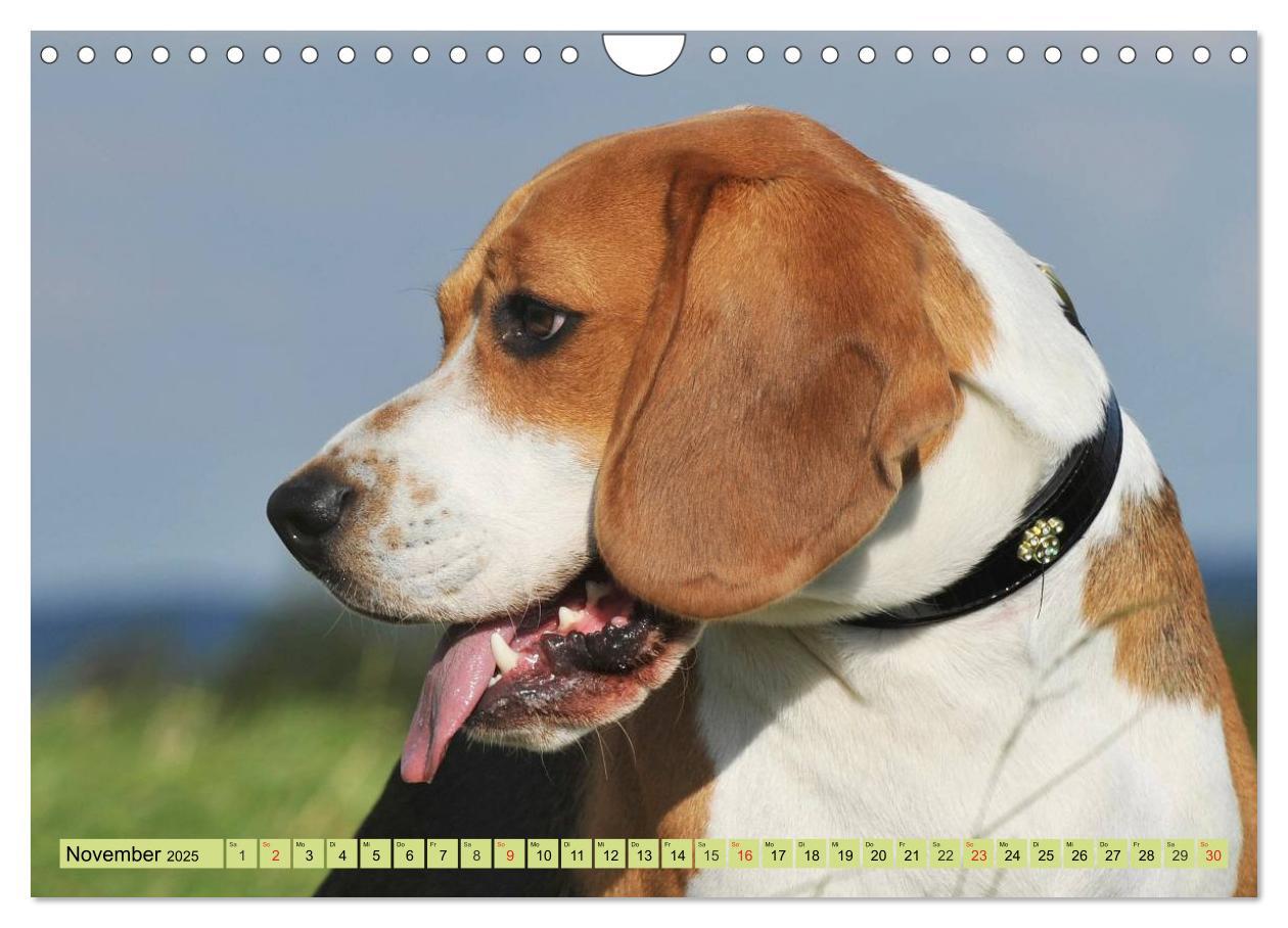 Bild: 9783435575800 | Beagle - Herz auf 4 Pfoten (Wandkalender 2025 DIN A4 quer),...