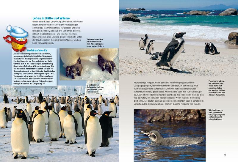 Bild: 9783866592513 | Entdecke die Pinguine | Thomas Schmidt | Buch | 56 S. | Deutsch | 2014