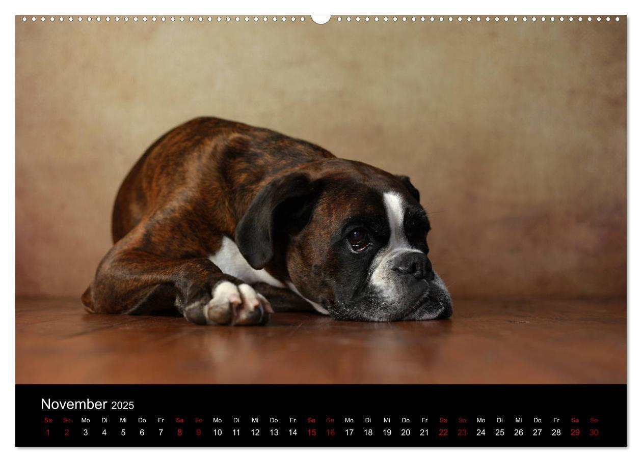 Bild: 9783435435876 | Liebenswerte Boxer (Wandkalender 2025 DIN A2 quer), CALVENDO...