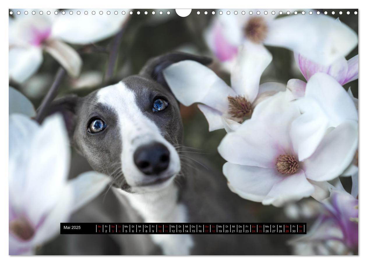 Bild: 9783435040605 | Das erste Whippet-Jahr (Wandkalender 2025 DIN A3 quer), CALVENDO...