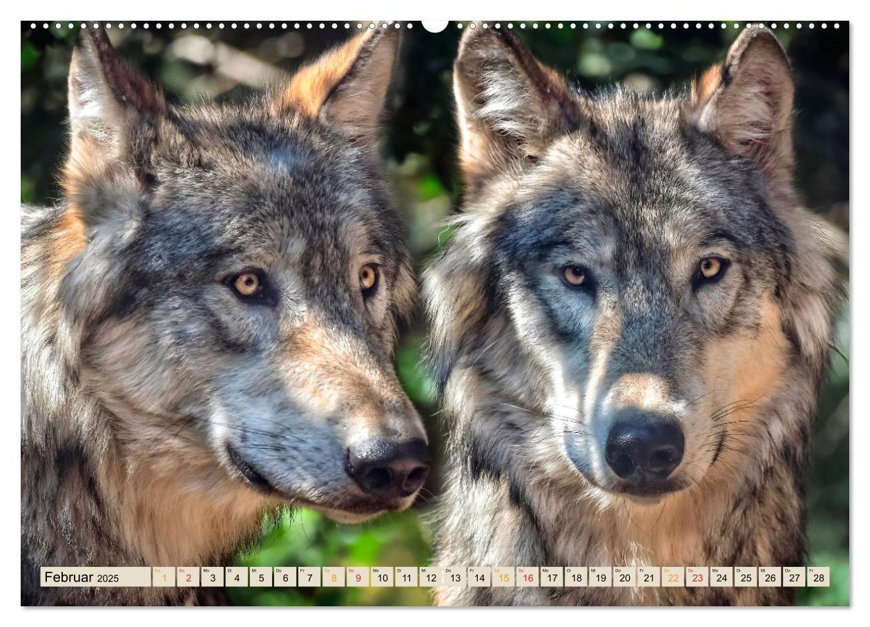 Bild: 9783435334643 | Wolf - Imposanter Jäger (Wandkalender 2025 DIN A2 quer), CALVENDO...