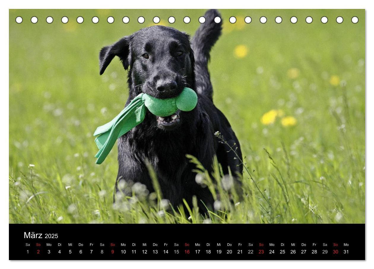 Bild: 9783435722136 | Flatcoated Retriever (Tischkalender 2025 DIN A5 quer), CALVENDO...