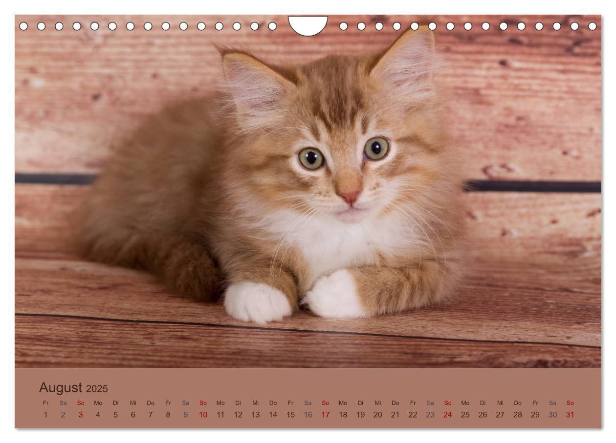 Bild: 9783435341627 | Flauschige Ragdoll Kitten (Wandkalender 2025 DIN A4 quer), CALVENDO...