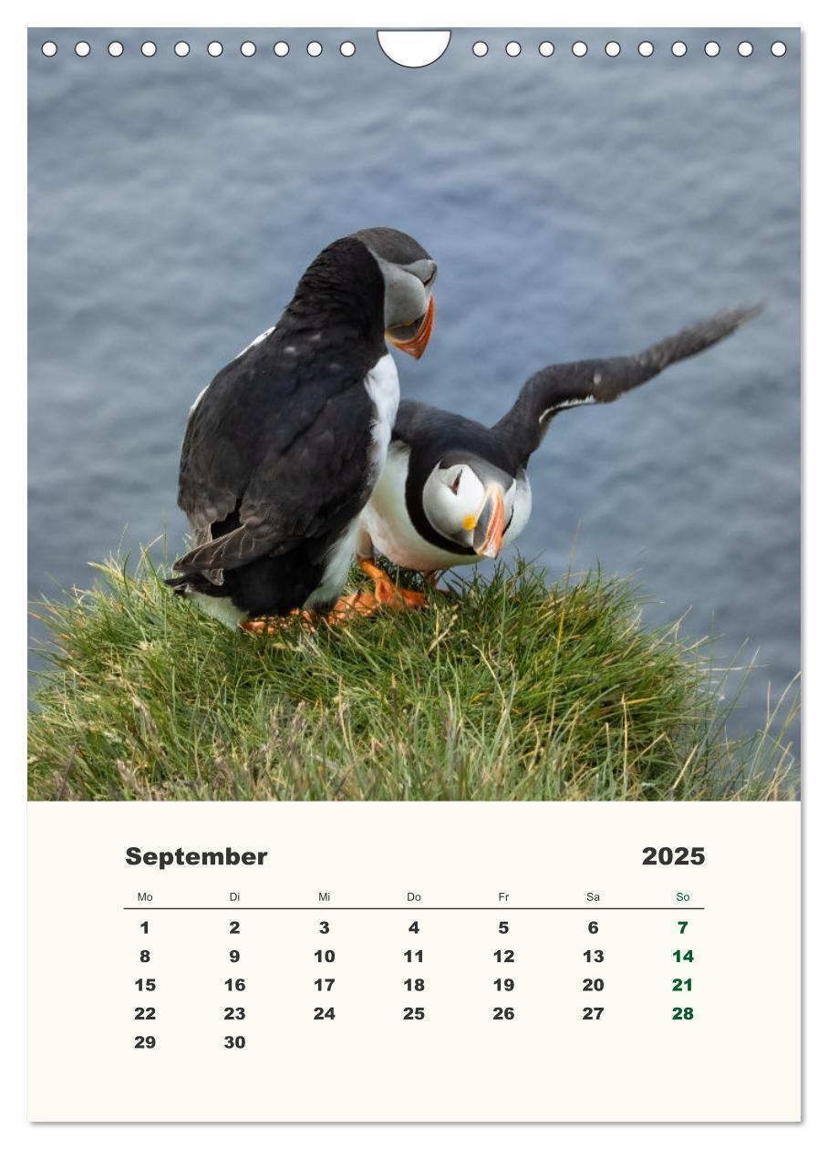 Bild: 9783435916832 | Papageientaucher in Island (Wandkalender 2025 DIN A4 hoch),...