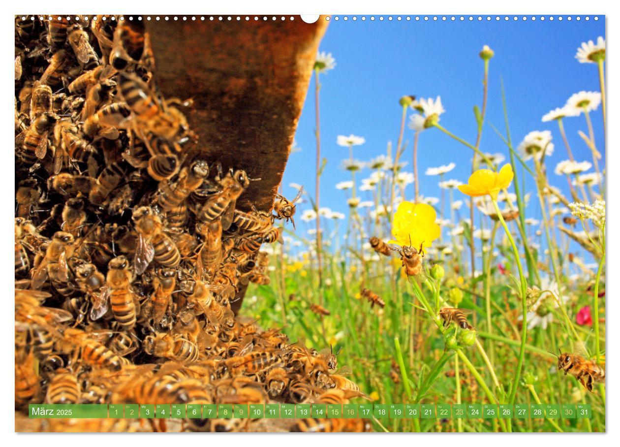 Bild: 9783383886270 | Süßes Gold: Imker, Bienen &amp; Honig (Wandkalender 2025 DIN A2 quer),...