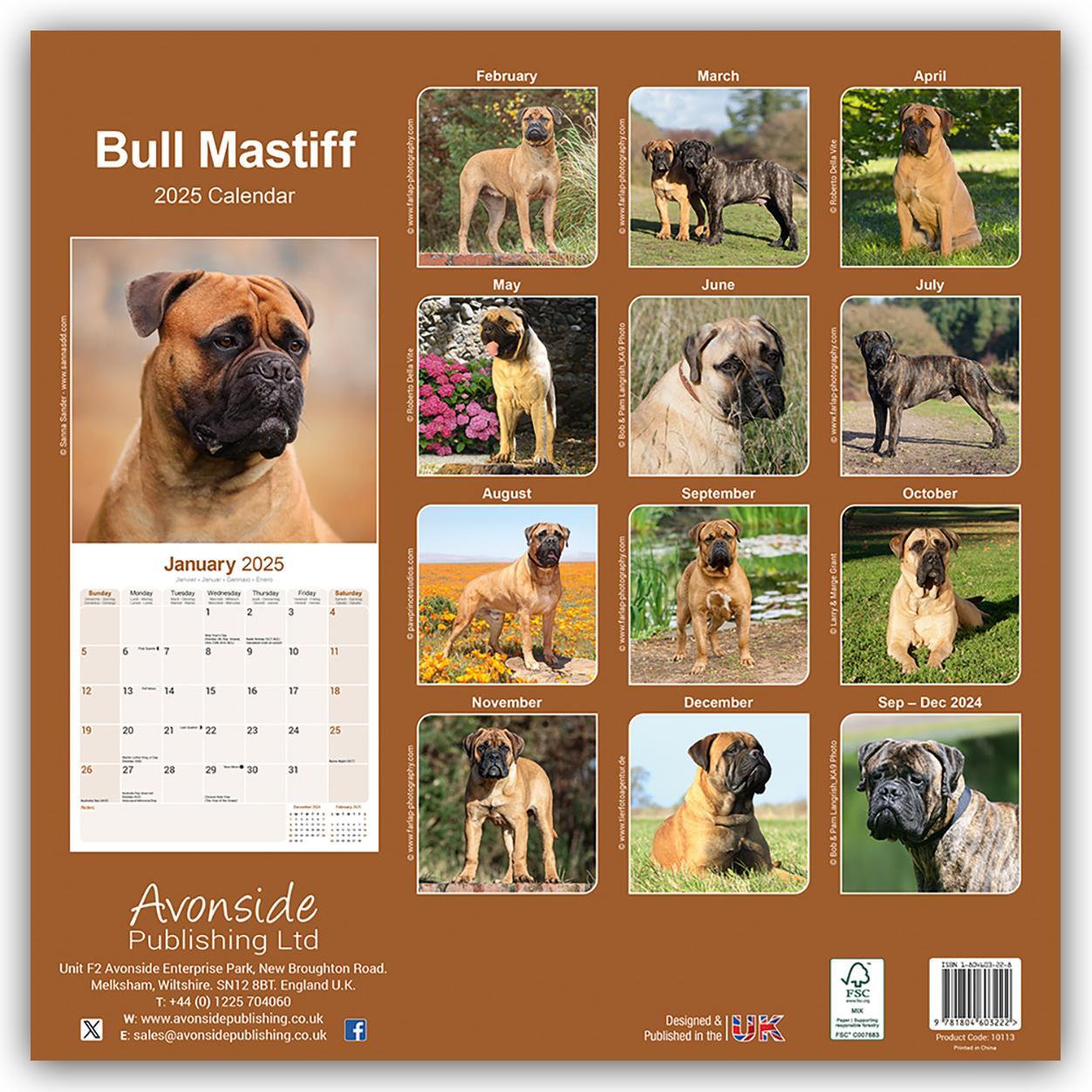 Rückseite: 9781804603222 | Bull Mastiff 2025 - 16-Monatskalender | Avonside Publishing Ltd | 2025