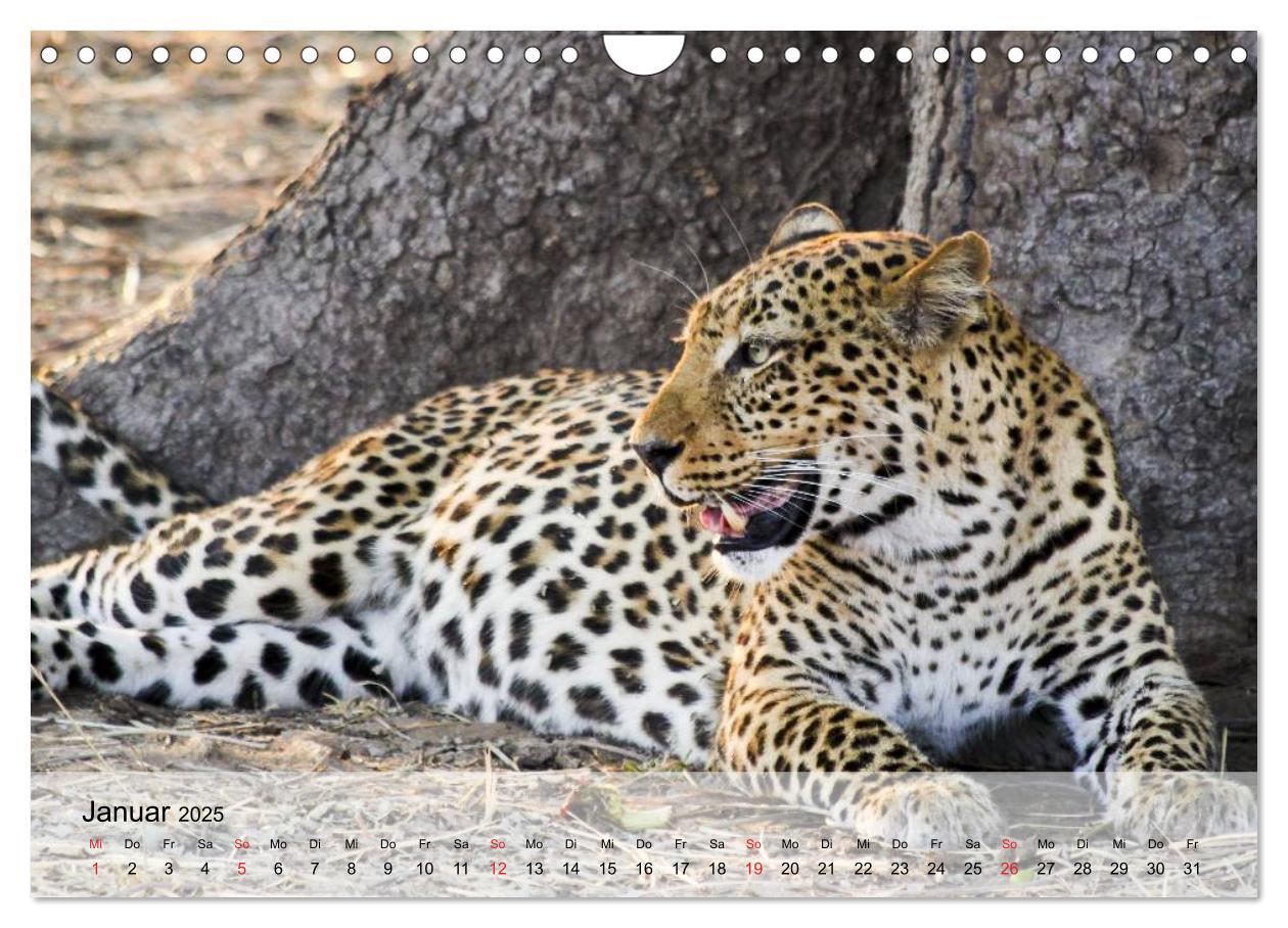 Bild: 9783435600908 | Leoparden. Elegante Jäger (Wandkalender 2025 DIN A4 quer), CALVENDO...