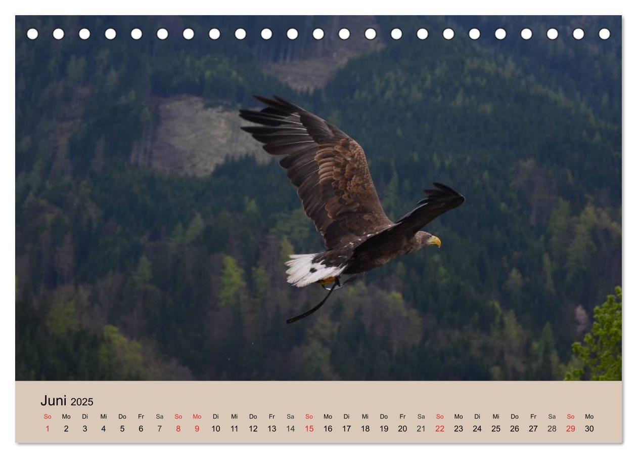 Bild: 9783435514298 | Der Steinadler. Majestätischer Greifvogel (Tischkalender 2025 DIN...