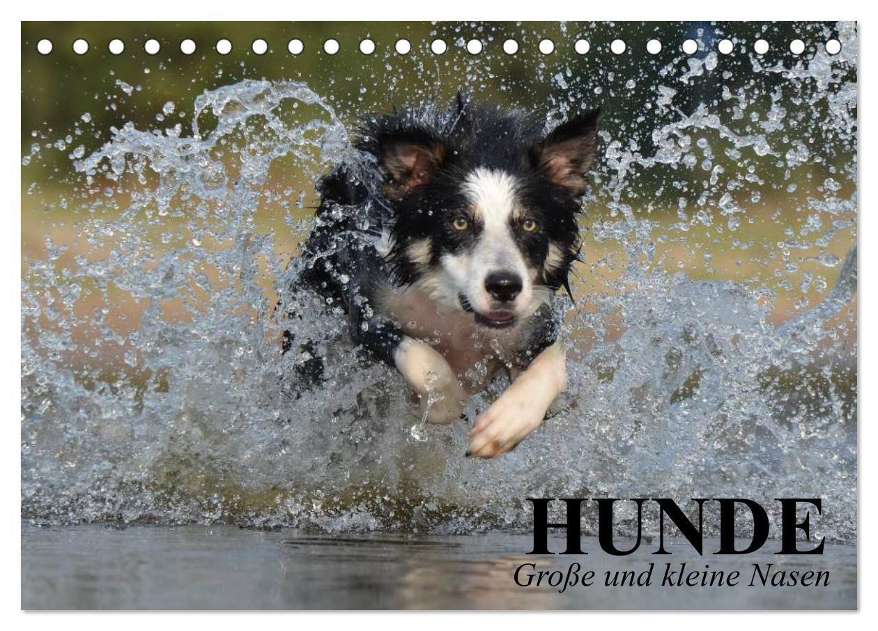 Cover: 9783383514913 | Hunde. Große und kleine Nasen (Tischkalender 2024 DIN A5 quer),...