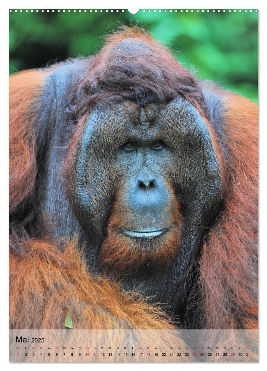 Bild: 9783435964901 | Orang Utans aus Borneo (Wandkalender 2025 DIN A2 hoch), CALVENDO...