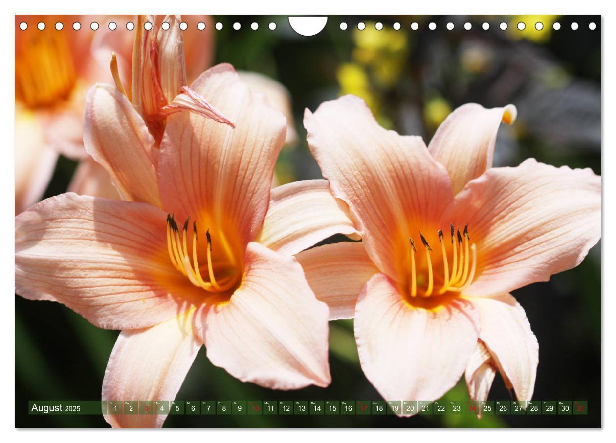 Bild: 9783435297092 | Taglilien im Garten (Wandkalender 2025 DIN A4 quer), CALVENDO...