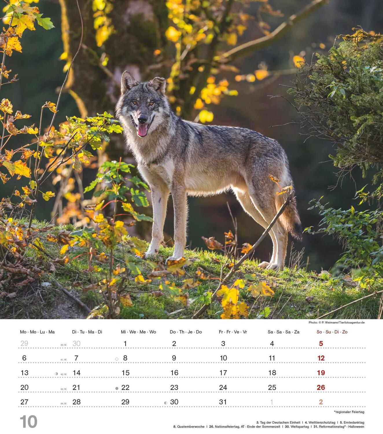 Bild: 4251732342166 | Mythos Wolf 2025 - Foto-Kalender - Wand-Kalender - 30x34 | Wild Wolves