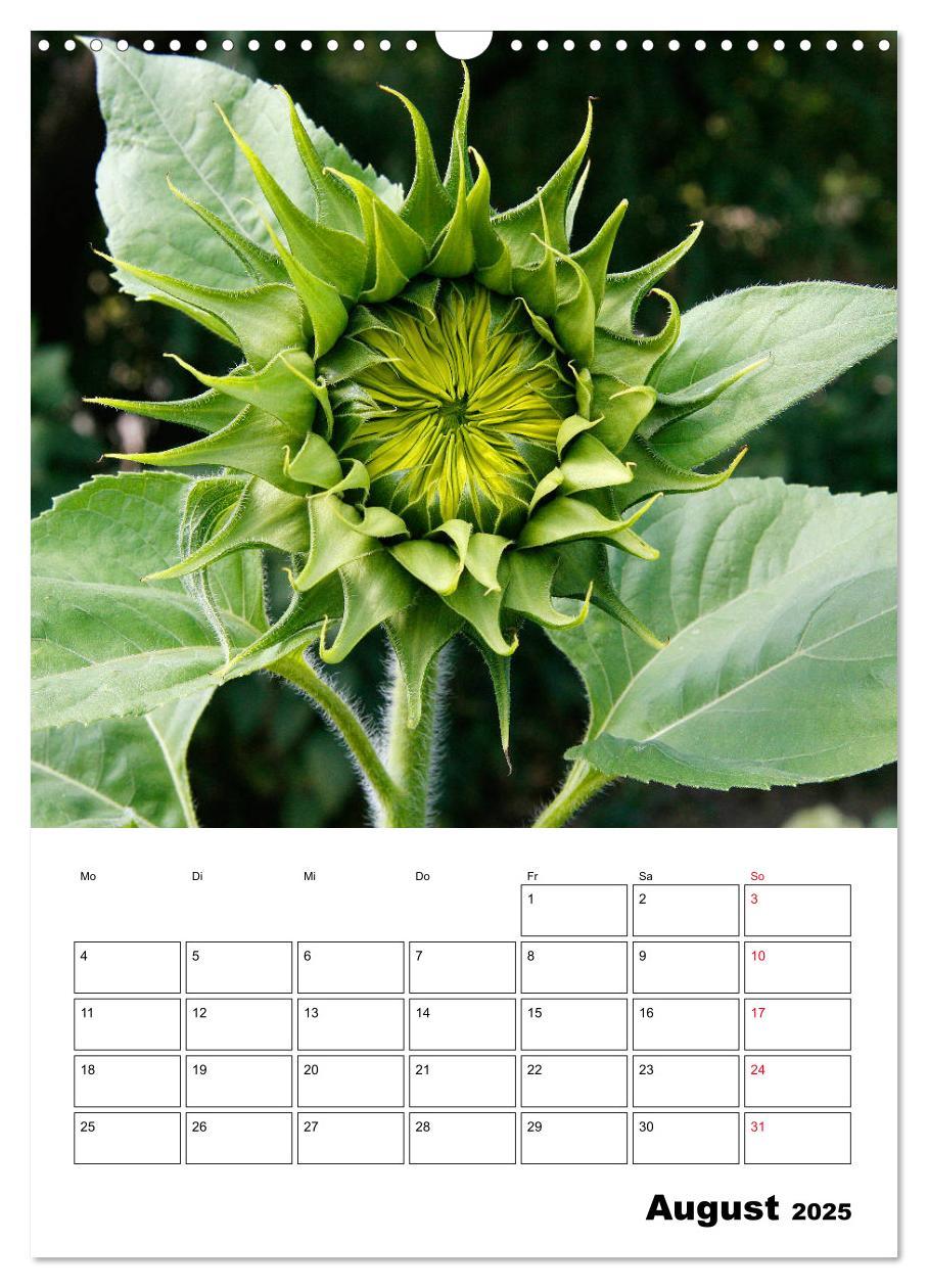 Bild: 9783435970483 | Leuchtende Sonnenblumen (Wandkalender 2025 DIN A3 hoch), CALVENDO...