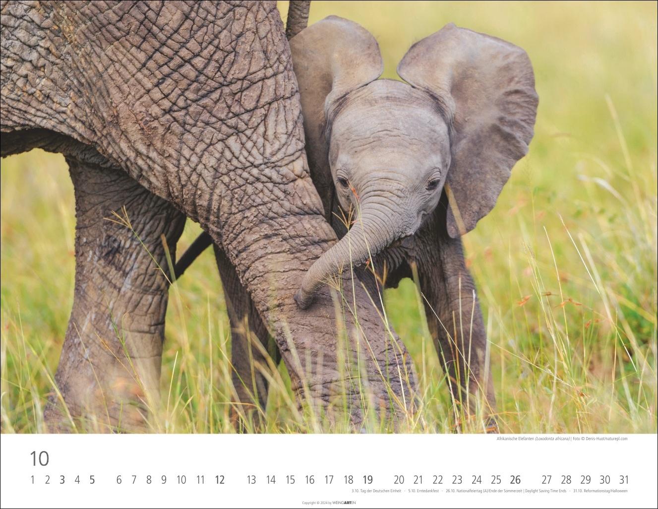 Bild: 9783839901533 | Elefantenbabys Kalender 2025 | Kalender | Tierkalender Weingarten