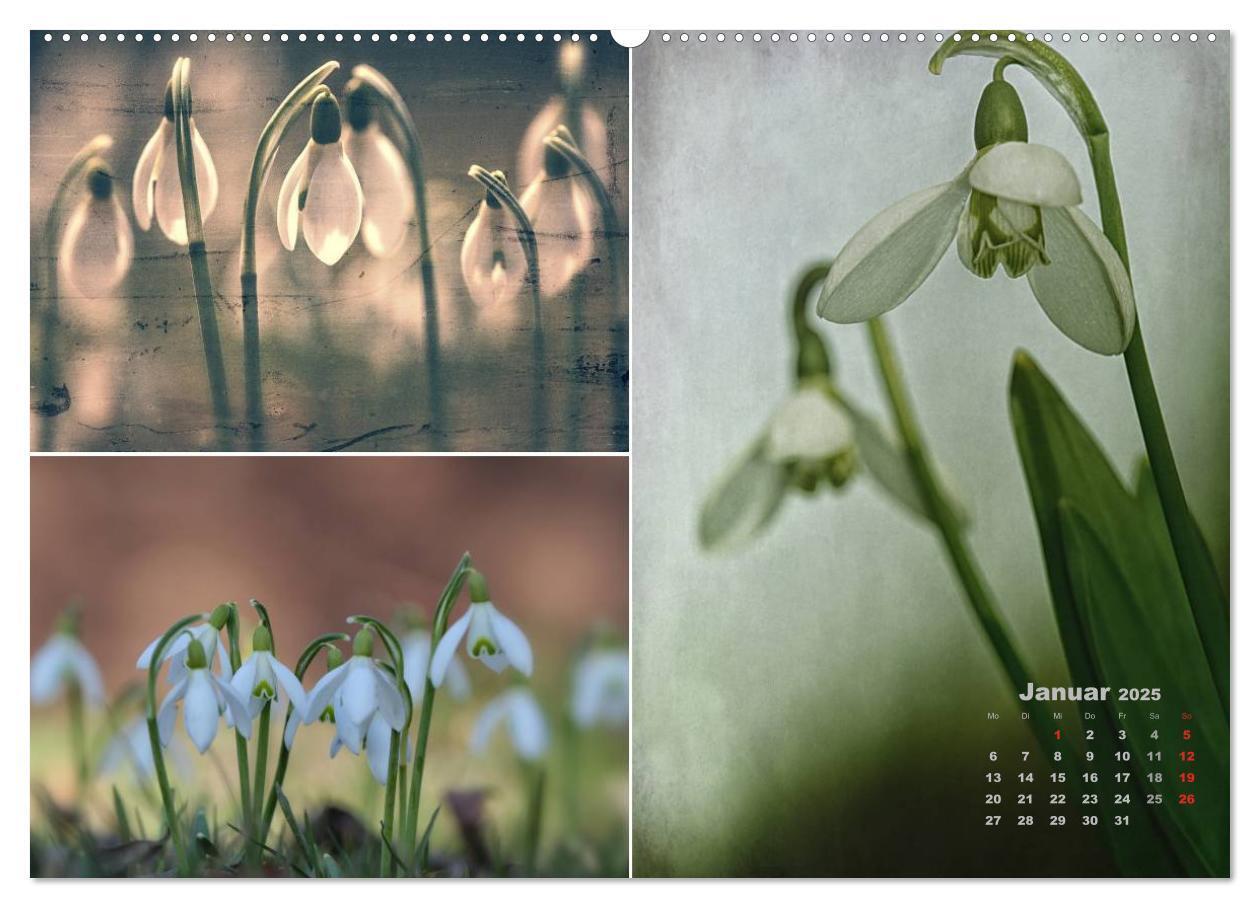 Bild: 9783435602469 | Blumenreise 2025 (hochwertiger Premium Wandkalender 2025 DIN A2...