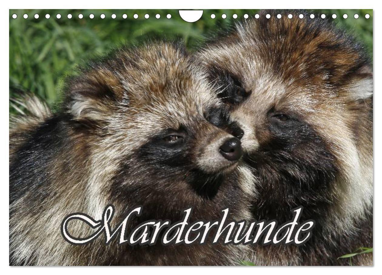 Cover: 9783435677580 | Marderhunde (Wandkalender 2025 DIN A4 quer), CALVENDO Monatskalender