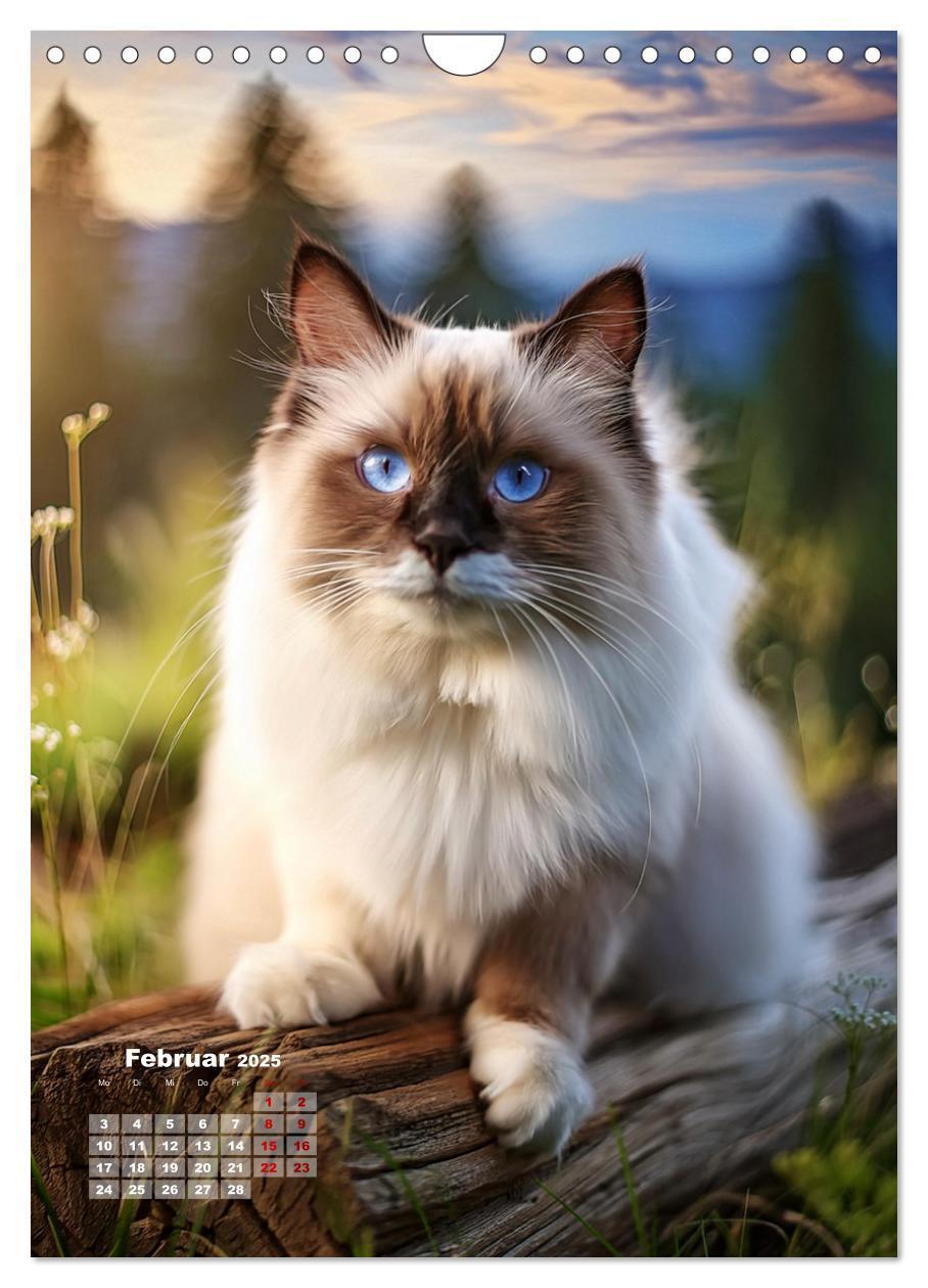 Bild: 9783383833274 | Pfotenabenteuer - Ragdolls in der Natur (Wandkalender 2025 DIN A4...