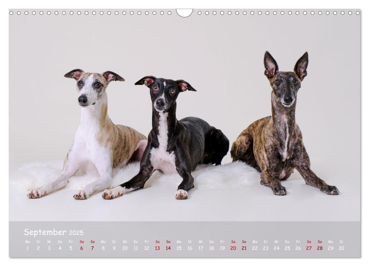 Bild: 9783383889783 | Whippets - Seelenhunde fürs Leben (Wandkalender 2025 DIN A3 quer),...