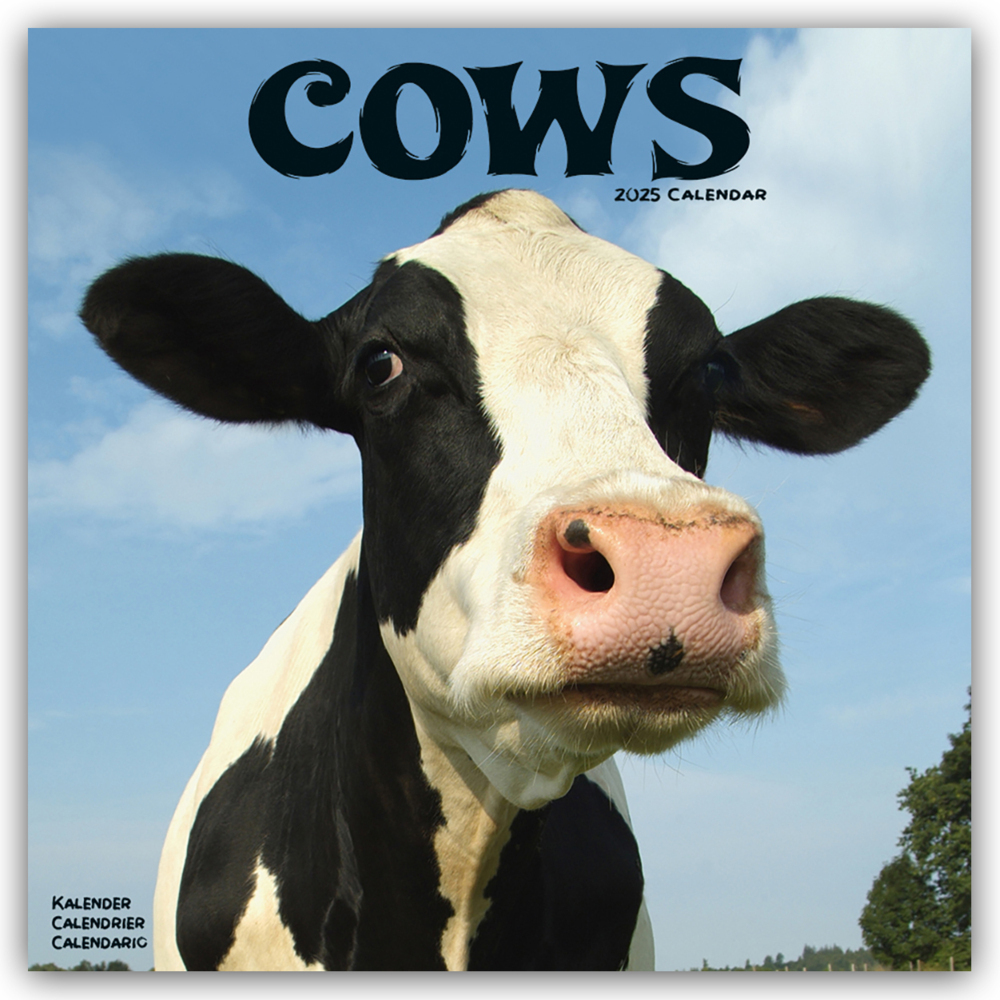 Cover: 9781804604281 | Cows - Kühe 2025 - 16-Monatskalender | Avonside Publishing Ltd | 13 S.