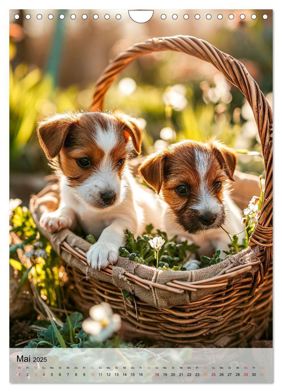 Bild: 9783383778759 | Jack Russel Terrier - furchtlos und viel Selbstvertrauen...