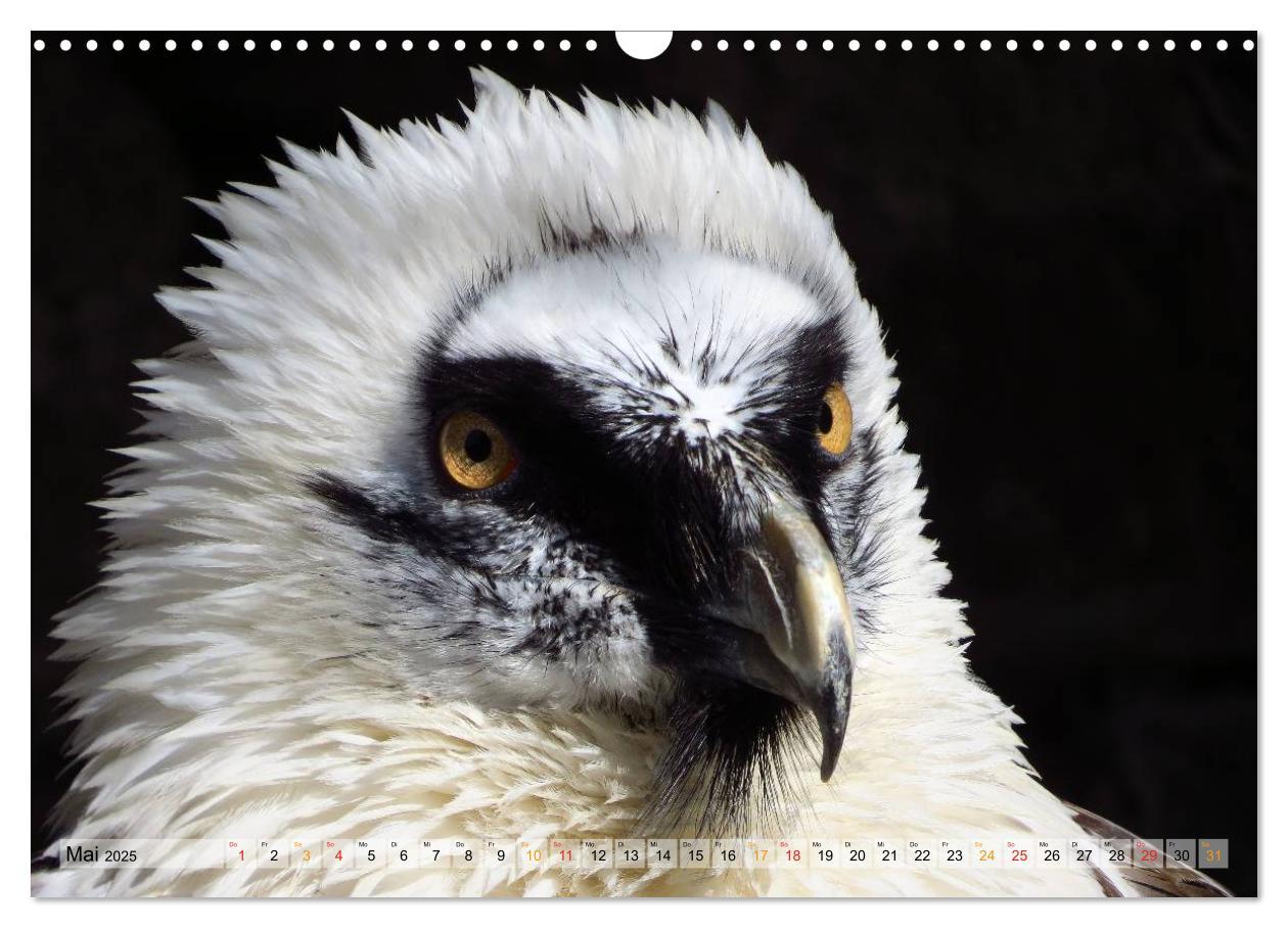 Bild: 9783435559640 | Majestätische Greifvögel (Wandkalender 2025 DIN A3 quer), CALVENDO...