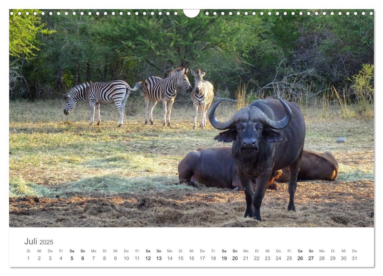 Bild: 9783435268139 | Afrika - Tiere im Krüger Nationalpark (Wandkalender 2025 DIN A3...