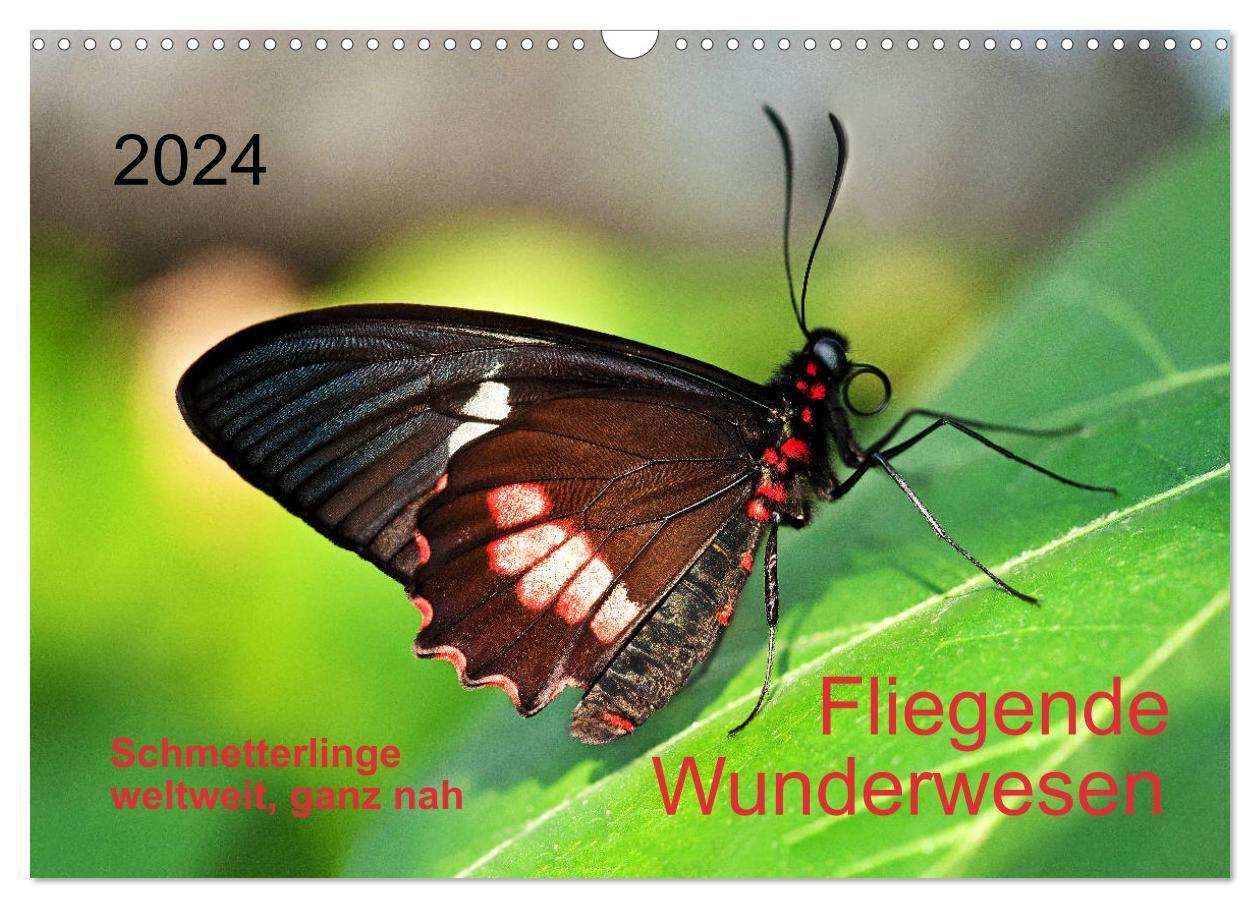 Cover: 9783383141911 | Fliegende Wunderwesen. Schmetterlinge weltweit, ganz nah...