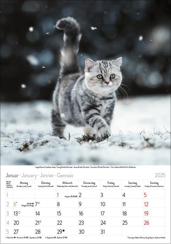 Bild: 9783731876168 | Katzen 2025 | Verlag Korsch | Kalender | Spiralbindung | 13 S. | 2025