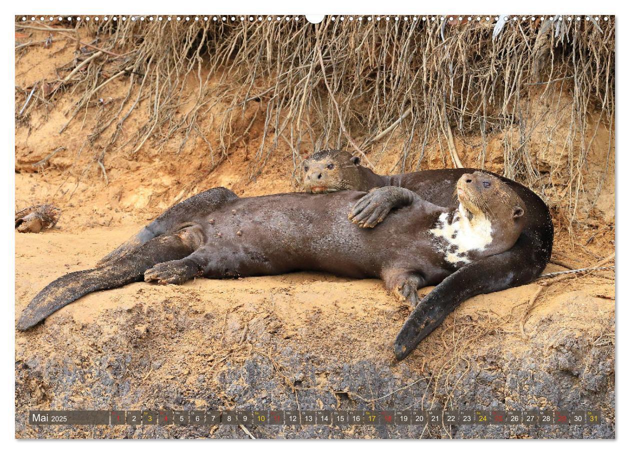 Bild: 9783435262595 | Riesenotter - Flusswölfe im Pantanal (Wandkalender 2025 DIN A2...