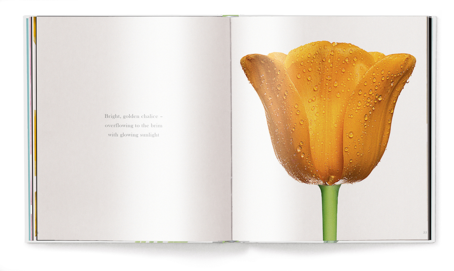Bild: 9783961712656 | Tulips, small edition | Peter Arnold | Buch | 144 S. | Deutsch | 2020