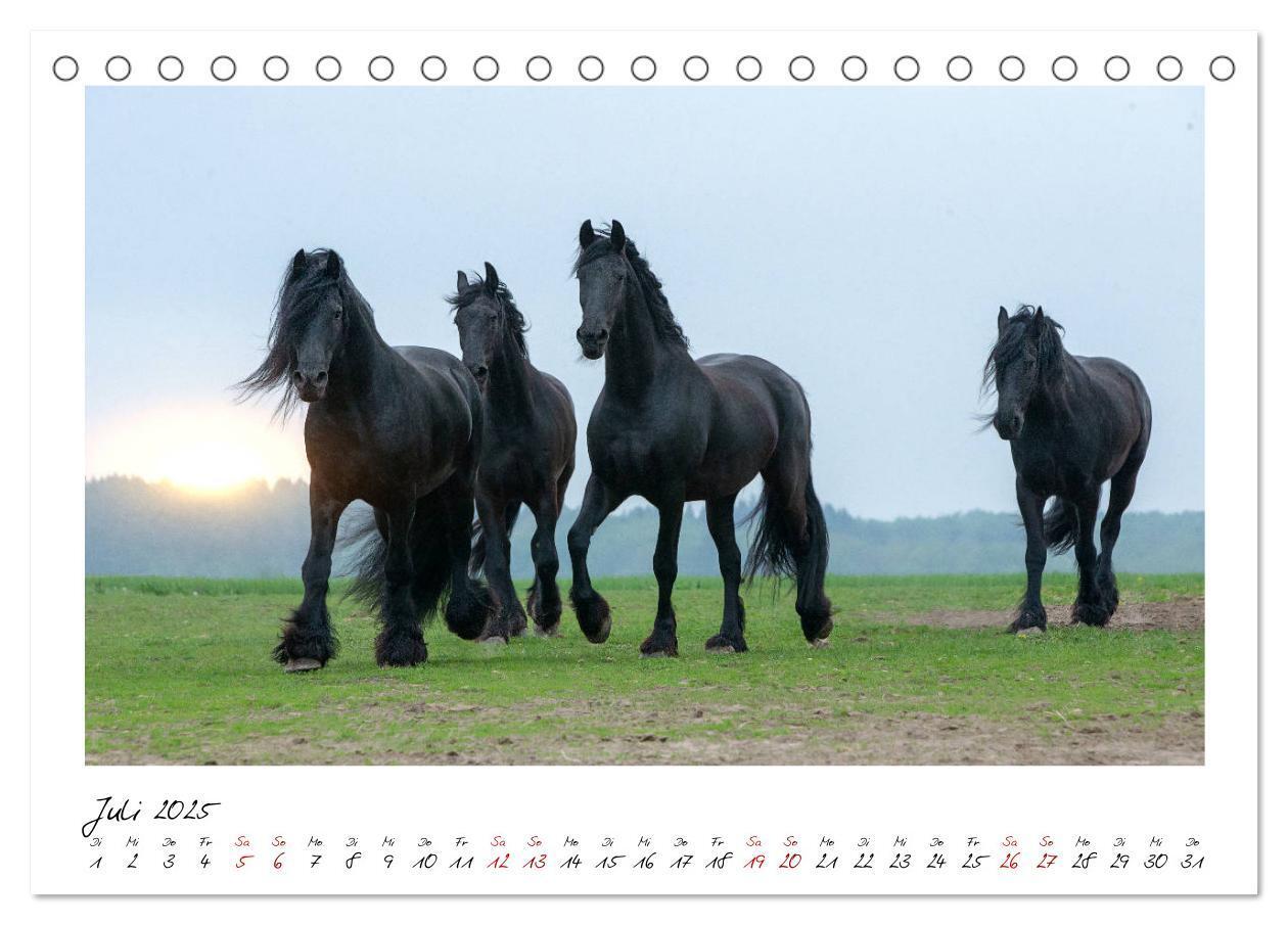 Bild: 9783435234899 | Friesen - stolze Giganten (Tischkalender 2025 DIN A5 quer),...