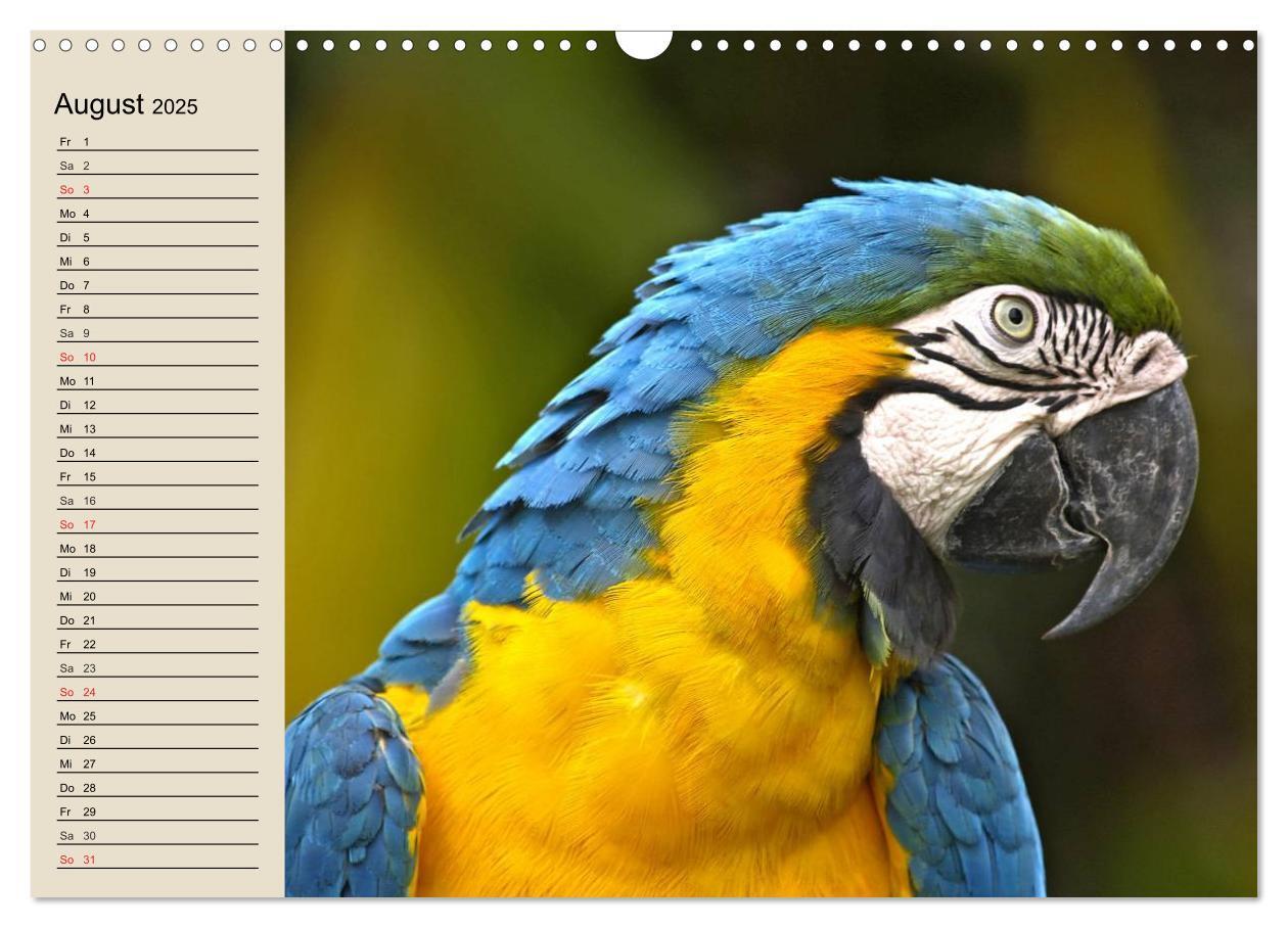 Bild: 9783435526031 | Regenwald. Tiere im Dschungel (Wandkalender 2025 DIN A3 quer),...