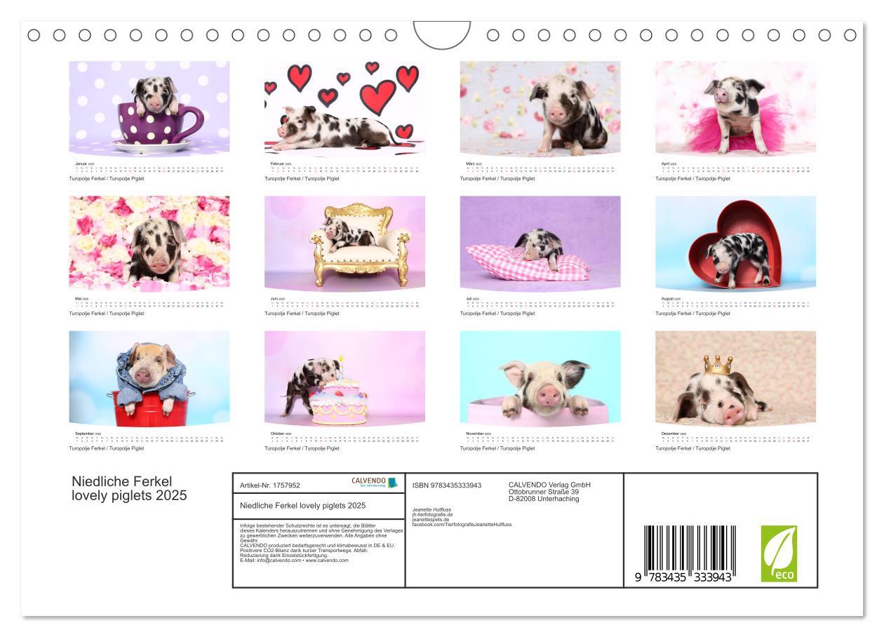 Bild: 9783435333943 | Niedliche Ferkel lovely piglets 2025 (Wandkalender 2025 DIN A4...