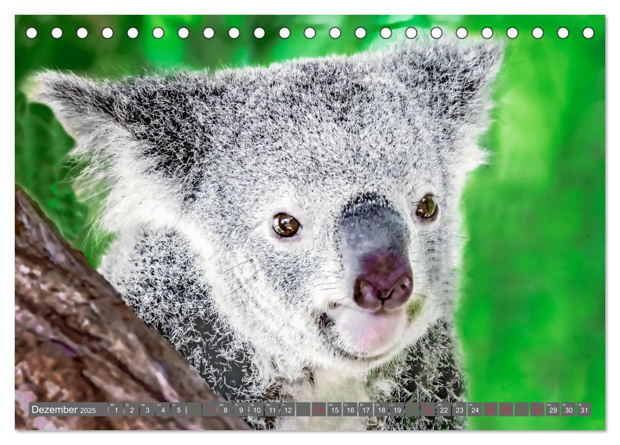 Bild: 9783435159741 | Koalas - Kuscheliges Symbol Australiens (Tischkalender 2025 DIN A5...