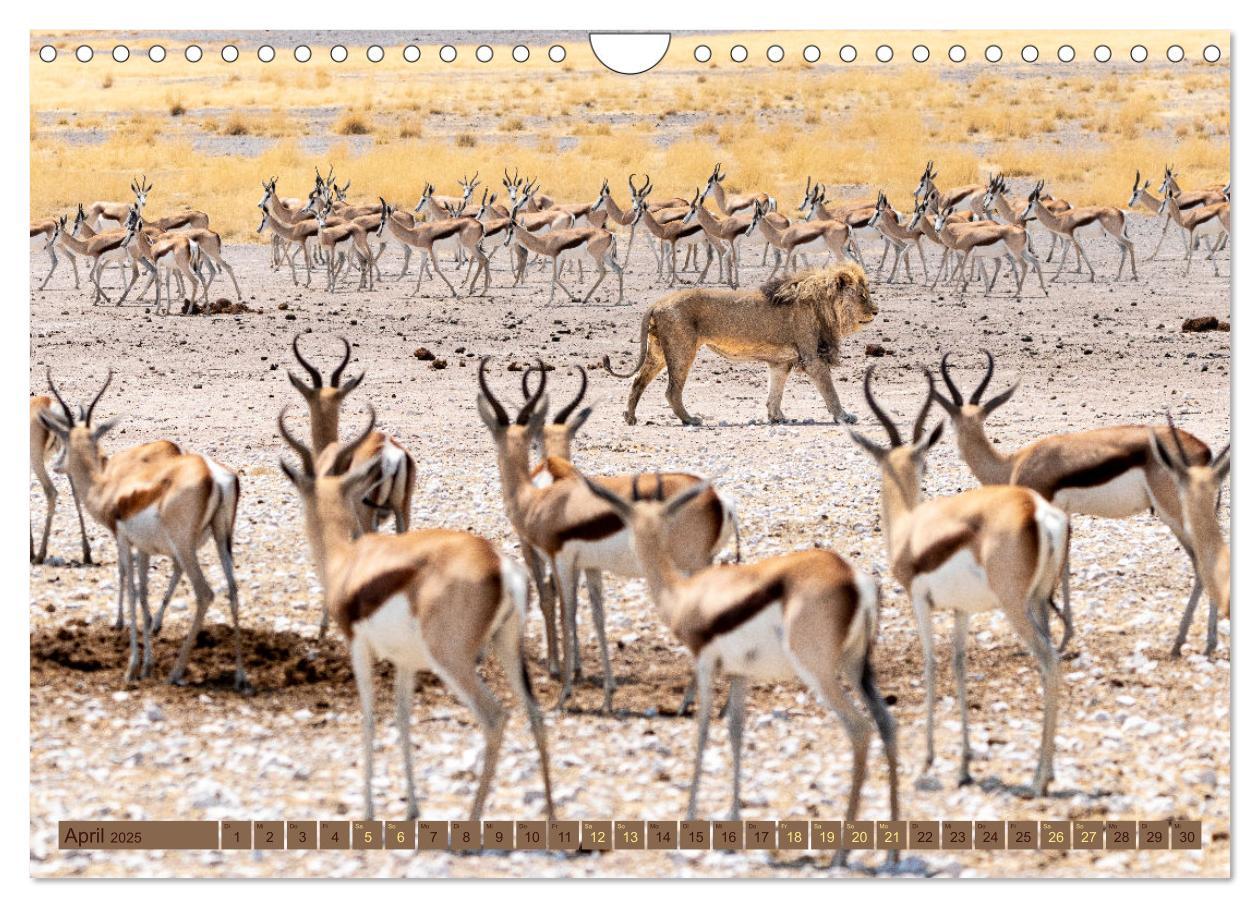 Bild: 9783383845468 | Wildlife Namibia - Etosha und Kalahari (Wandkalender 2025 DIN A4...