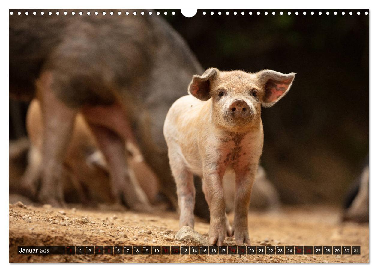 Bild: 9783435261529 | Korsika - süße, wilde Schweinchen (Wandkalender 2025 DIN A3 quer),...