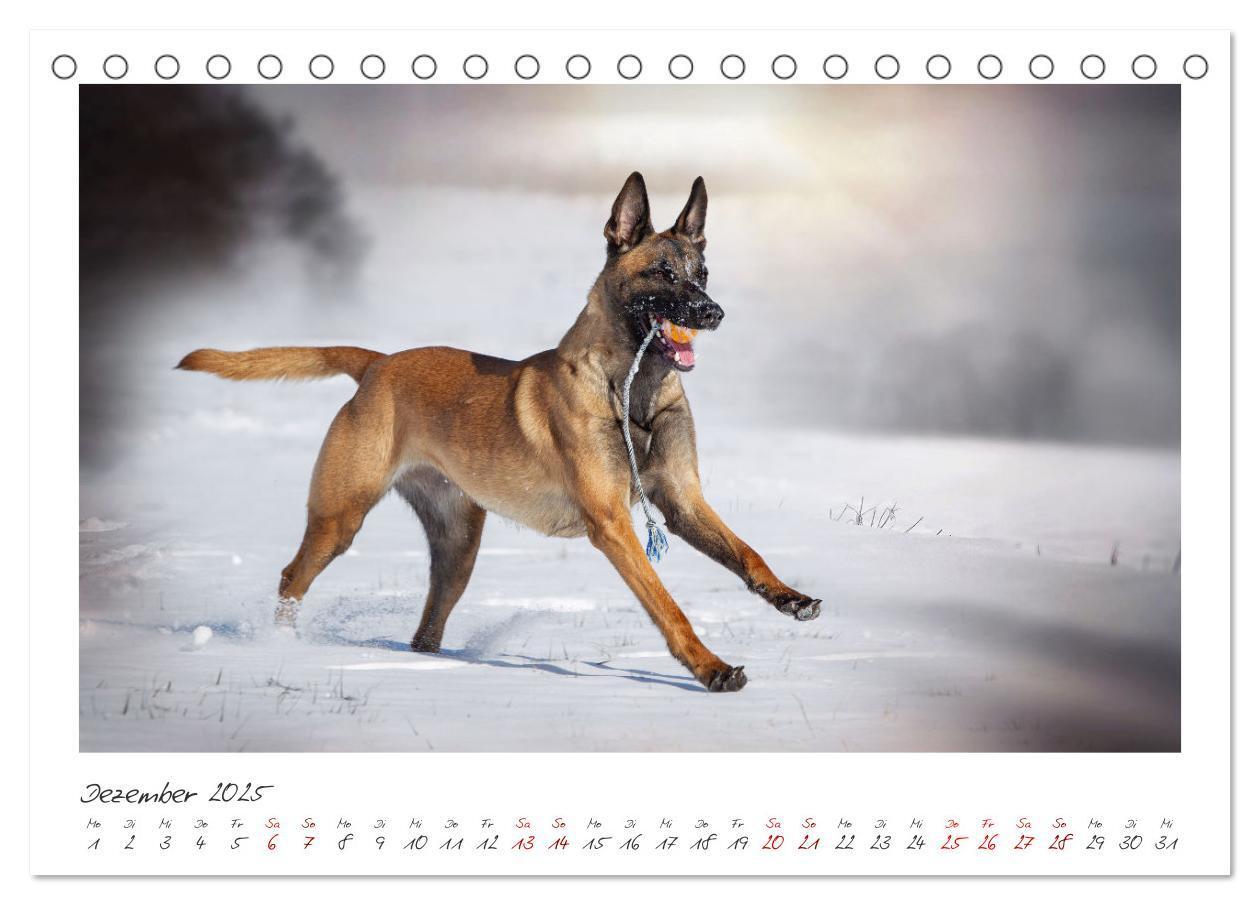 Bild: 9783383798450 | Mit dem Malinois durch das Jahr (Tischkalender 2025 DIN A5 quer),...