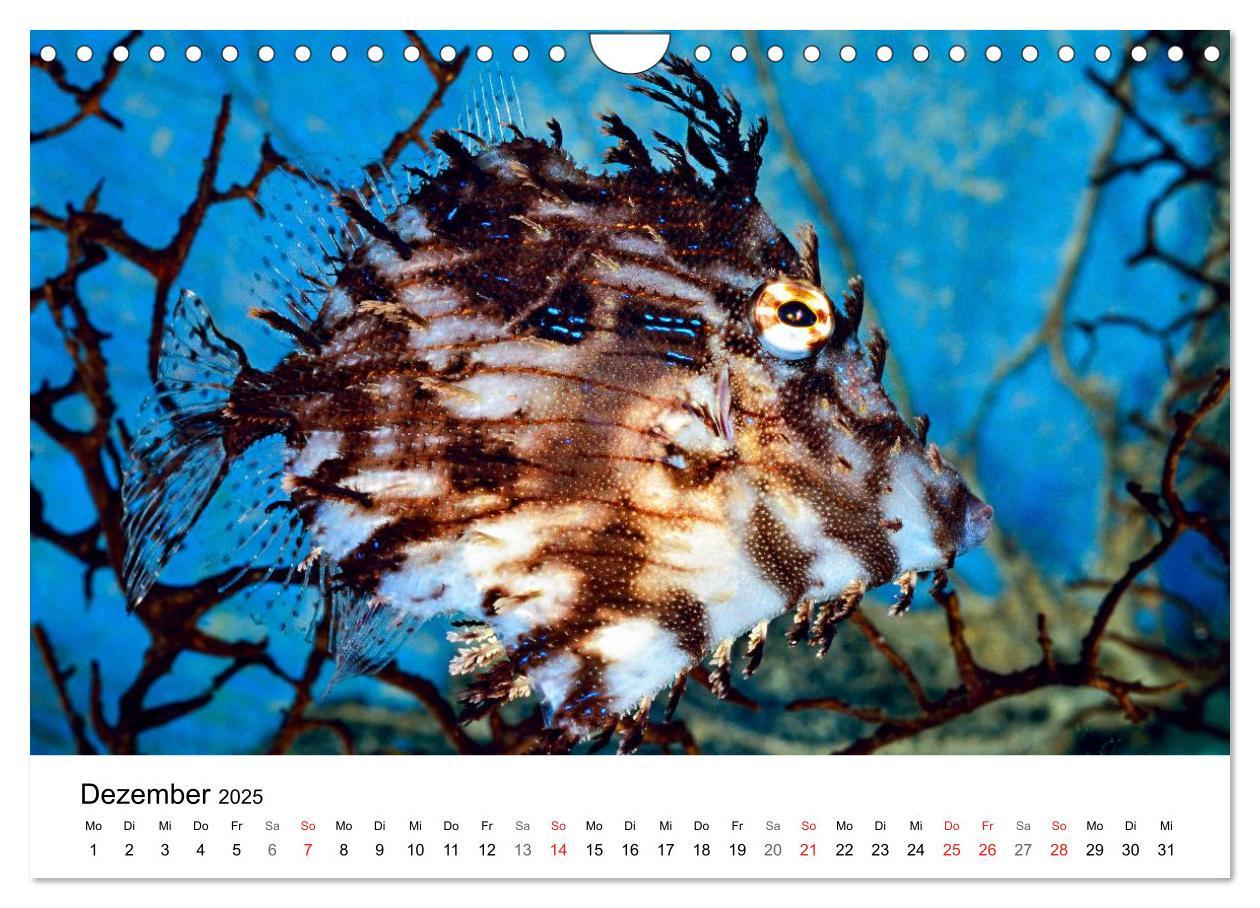 Bild: 9783435794362 | Fischzauber - Wundervolle Aquarienfische (Wandkalender 2025 DIN A4...