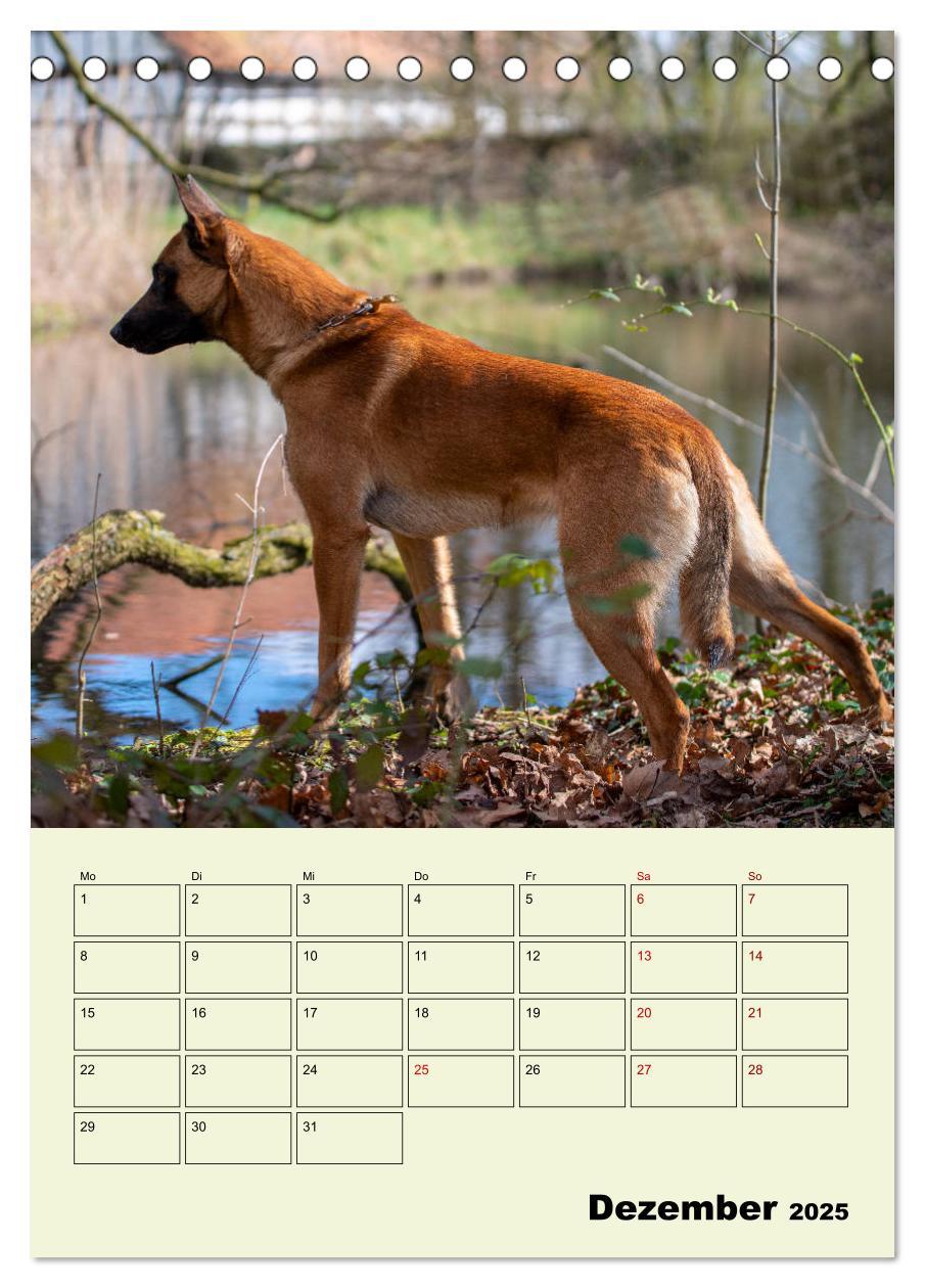 Bild: 9783435946143 | Malinois verlässliche Begleiter (Tischkalender 2025 DIN A5 hoch),...