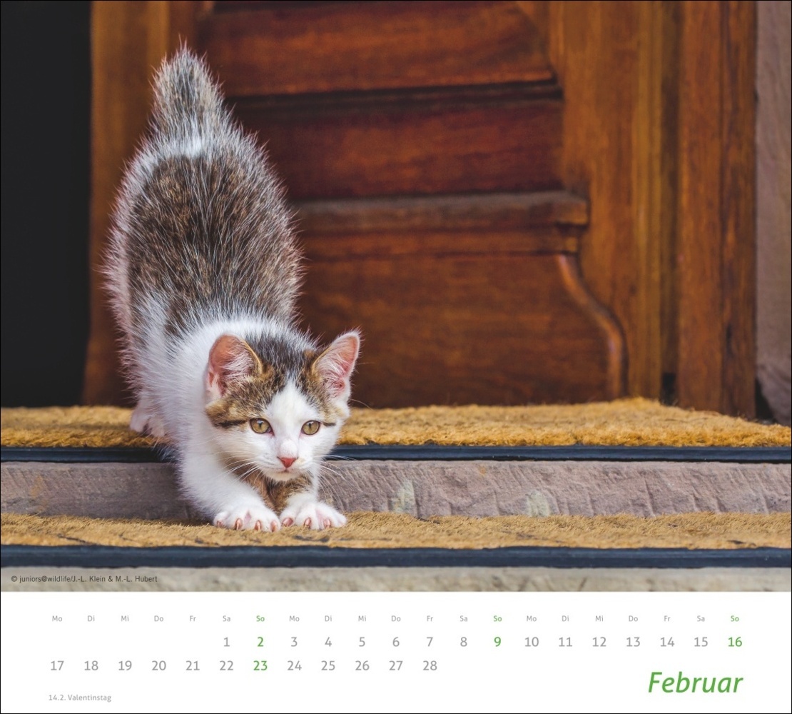 Bild: 9783756406852 | Katzen Bildkalender 2025 | Kalender | Spiralbindung | 14 S. | Deutsch