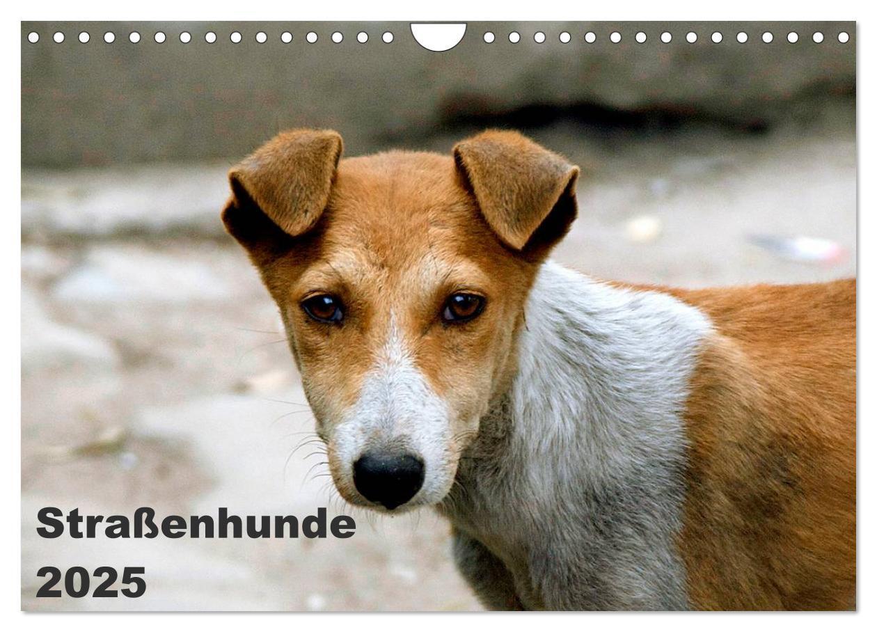 Cover: 9783435801862 | Straßenhunde (Wandkalender 2025 DIN A4 quer), CALVENDO Monatskalender