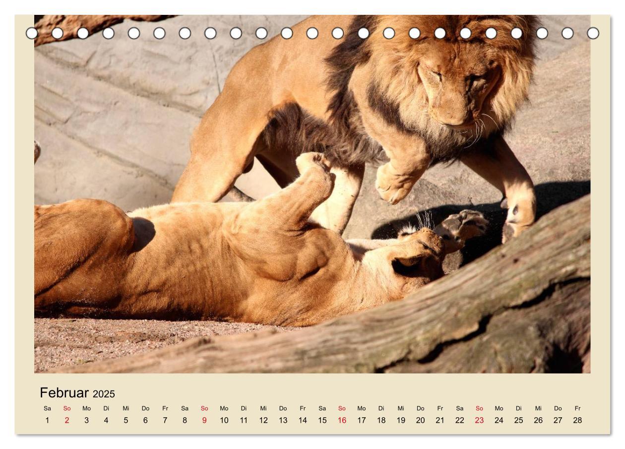 Bild: 9783435756759 | Löwen im Tierpark Hagenbeck (Tischkalender 2025 DIN A5 quer),...