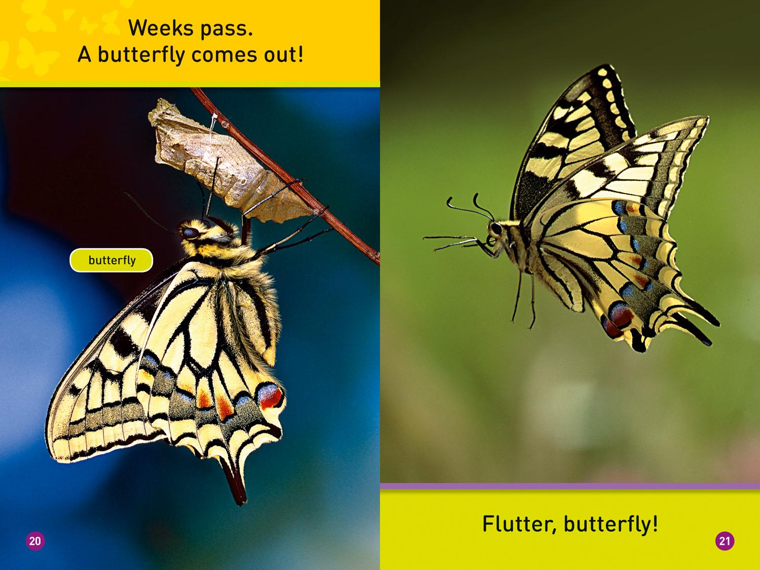 Bild: 9780008266493 | Flutter, Butterfly! | Level 1 | National Geographic Kids (u. a.)