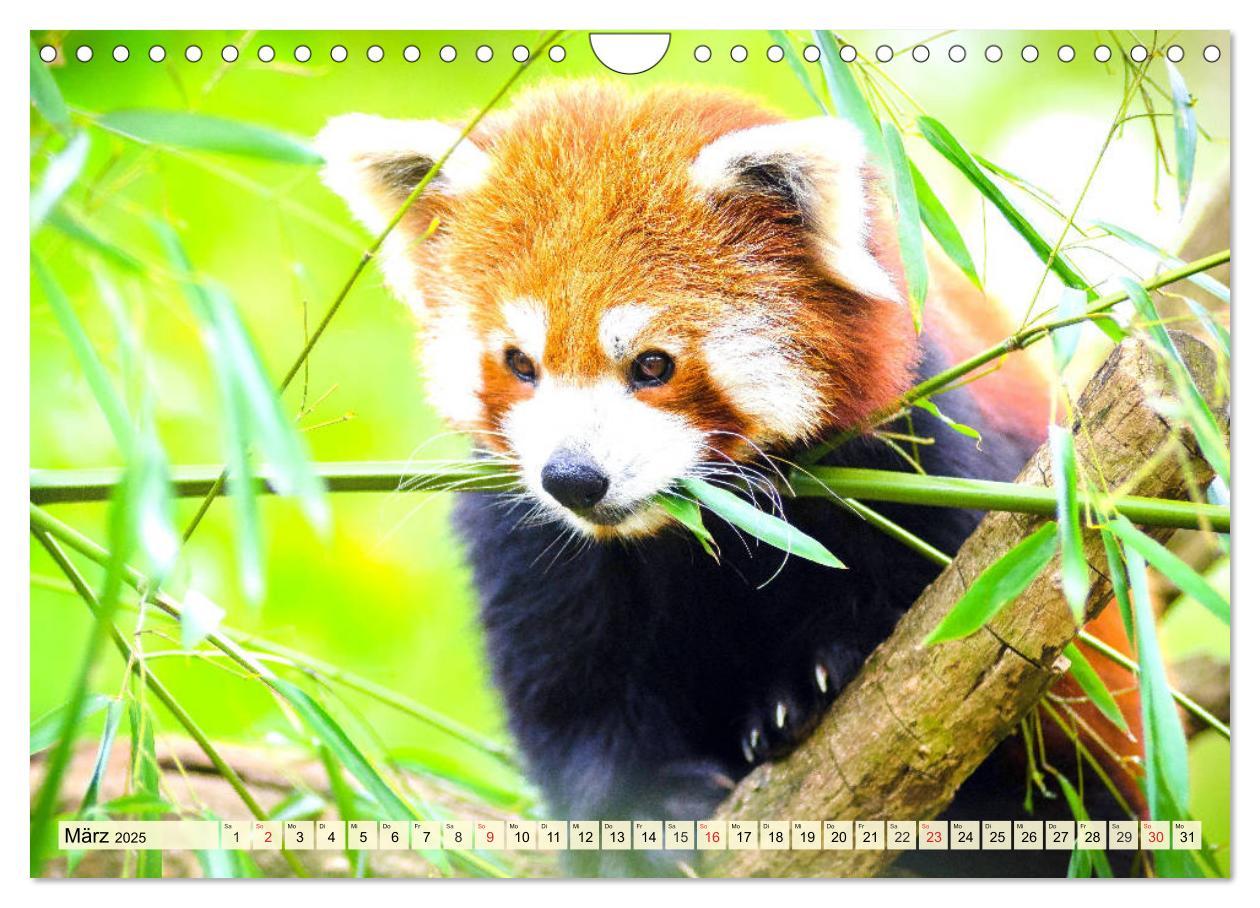 Bild: 9783435178766 | Roter Panda. Die superknuddeligen Katzenbären (Wandkalender 2025...