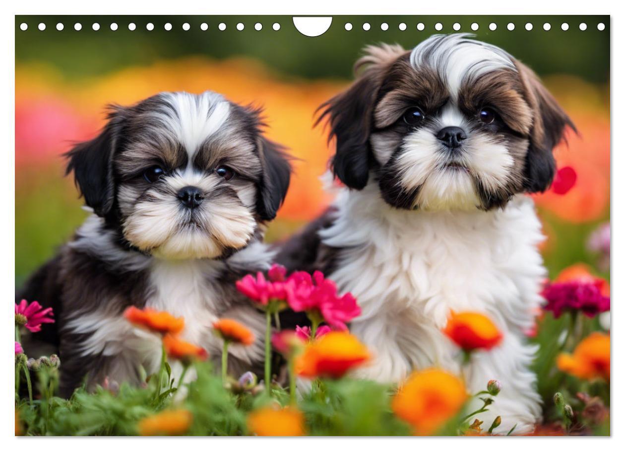 Bild: 9783435639564 | Shih Tzu - der wuschelige Hund aus Tibet (Wandkalender 2025 DIN A4...