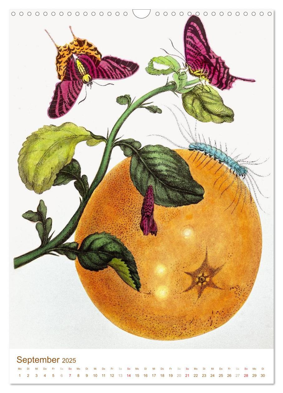 Bild: 9783457046357 | Obstbäume: Botanische Zeichnungen und historische Stiche...